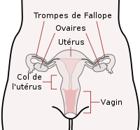 200px-Scheme_female_reproductive_system-fr.svg.png
