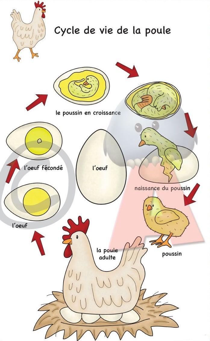Les étapes du développement de la poule