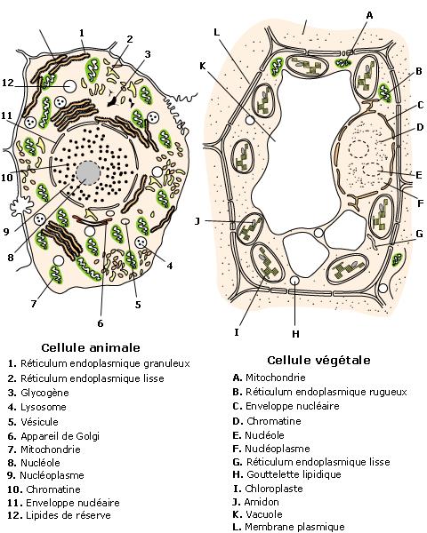 imgUpload/imageExosMatiereurl_copy_chapitre_91temps1590578354.png