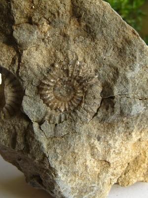 calcaire fossilifère (Jura)