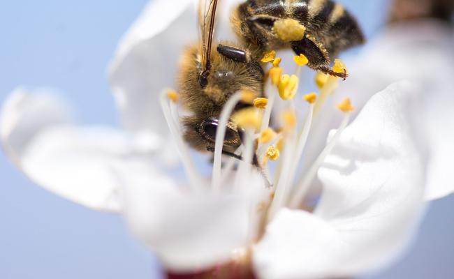 pollinisation pour la reproduction