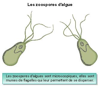La dispersion des plantes sans fleurs - illustration 1