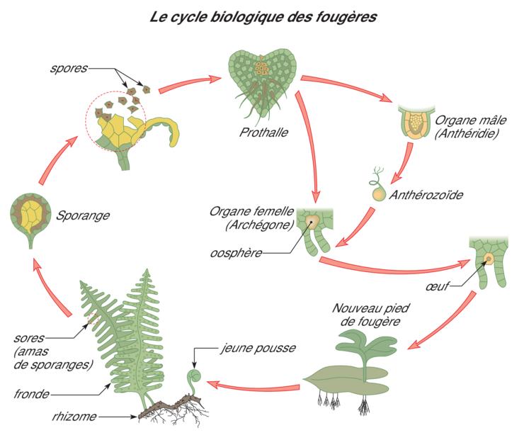 https://magoerevision.com/imgUpload/imageExosMatiereurl_copy_chapitre_temps1650338418.png
