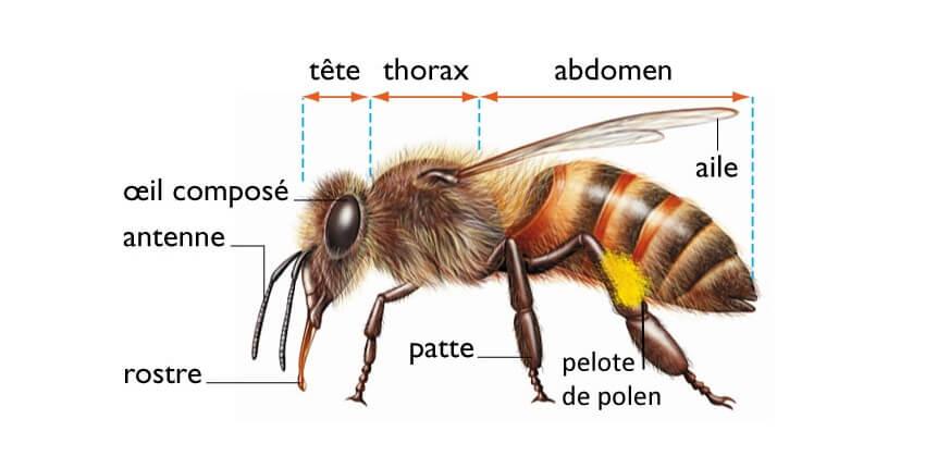 anatomie abeille