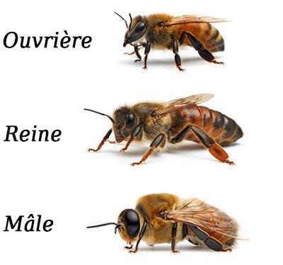 Reine des abeilles