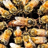 Reine des abeilles