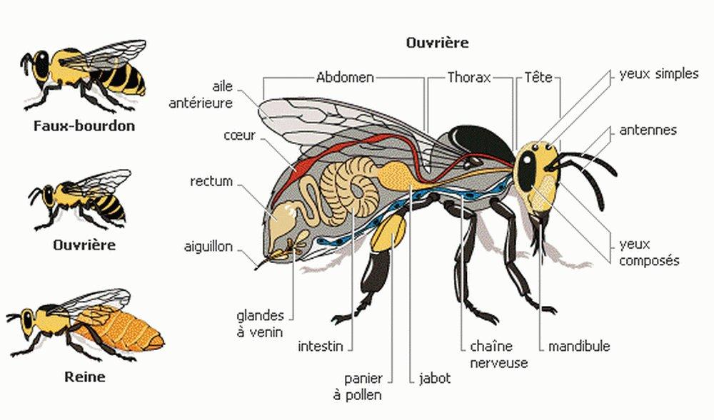 Abeille ouvrière
