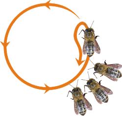 Description de la danse en rond des abeilles