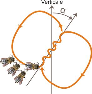 Description de la danse en huit des abeilles