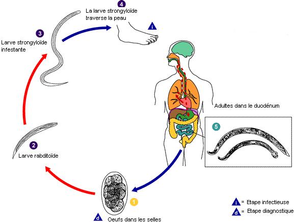 hookworm_life_cycle_high_fr