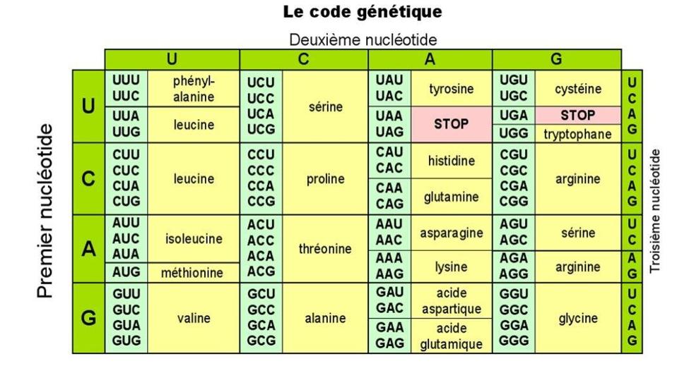 Les Chromosomes Supports De L information Cod e g nes Et A D N 