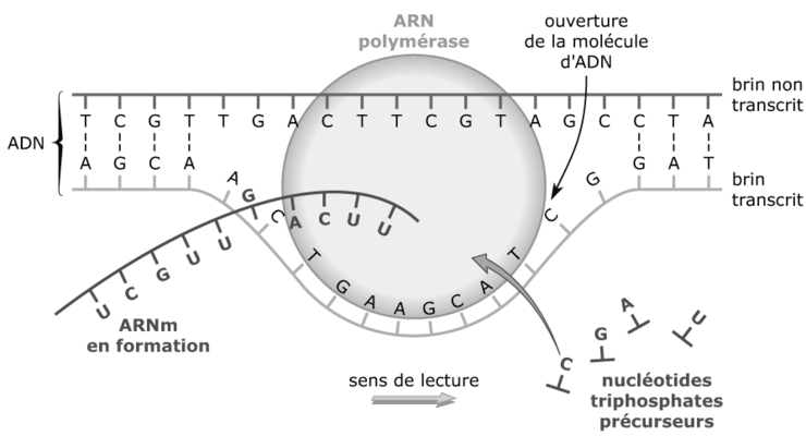 Génétique moléculaire : expression de l'information génétique - illustration 1