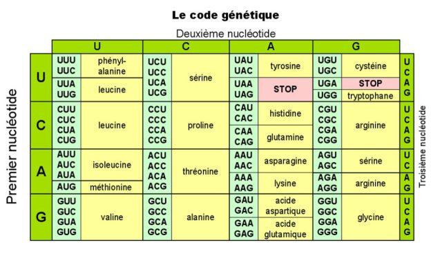 Zoom Génétique moléculaire : expression de l'information génétique - illustration 2