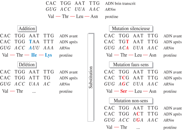 Zoom Résumé de différentes mutations ponctuelles et leurs conséquences