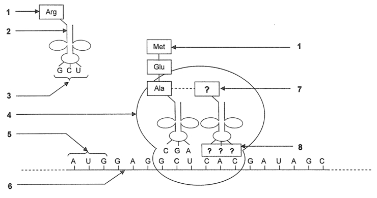 Zoom Schéma de la traduction d'un ARNm en chaîne polypeptidique