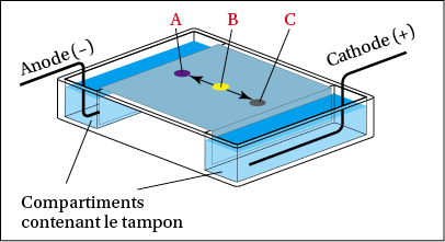 nosCours/tsm/chimie/exos
