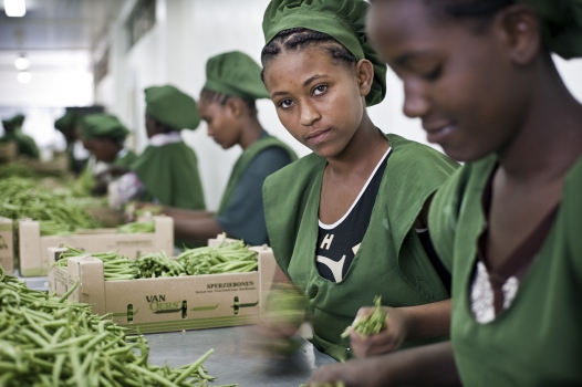 Young workers in Addis Ababa, Ethiopia, packing beans for export.   â€‚â€‚Panos/Sven Torfinn